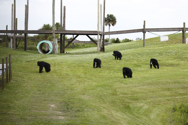 Caring for the animals at Save the Chimps costs about $15,000 per chimp per year.