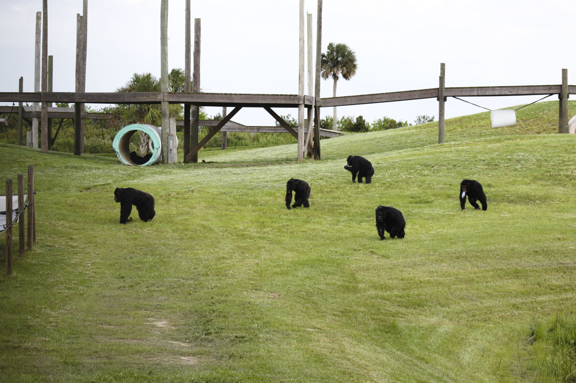 Caring for the animals at Save the Chimps costs about $15,000 per chimp per year.