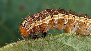 The fall armyworm, a corn pest, is now also a vaccine factory.