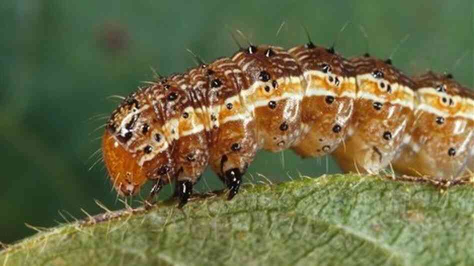The fall armyworm, a corn pest, is now also a vaccine factory.
