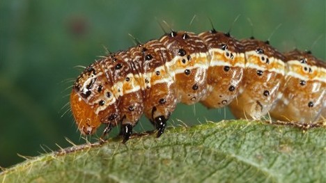 The fall armyworm, a corn pest, is now also a vaccine factory.