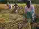 Women in India harvesting rice. The global rice panic of 2008 started in India.