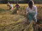 Women in India harvesting rice. The global rice panic of 2008 started in India.