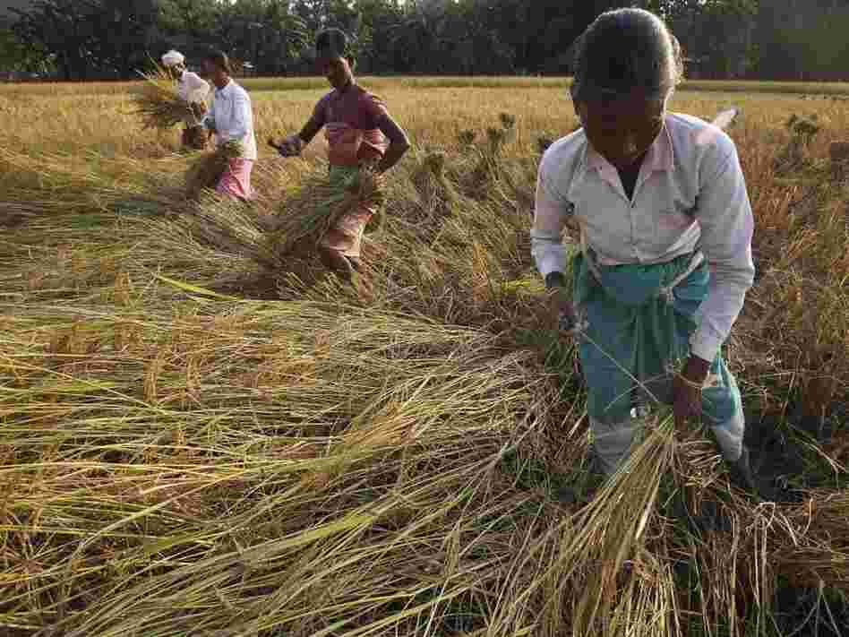Women in India harvesting rice. The global rice panic of 2008 started in India. Women in India harvesting rice. The global rice panic of 2008 started in India.