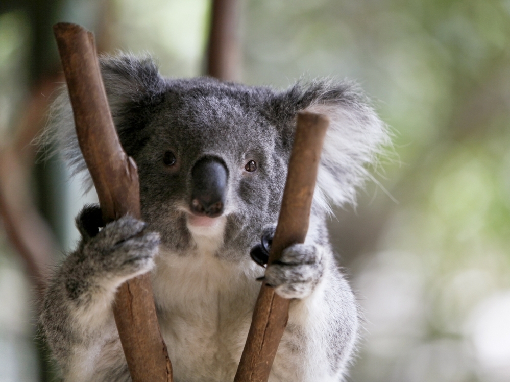 Koalas aren't really bears, but we don't seem to mind.