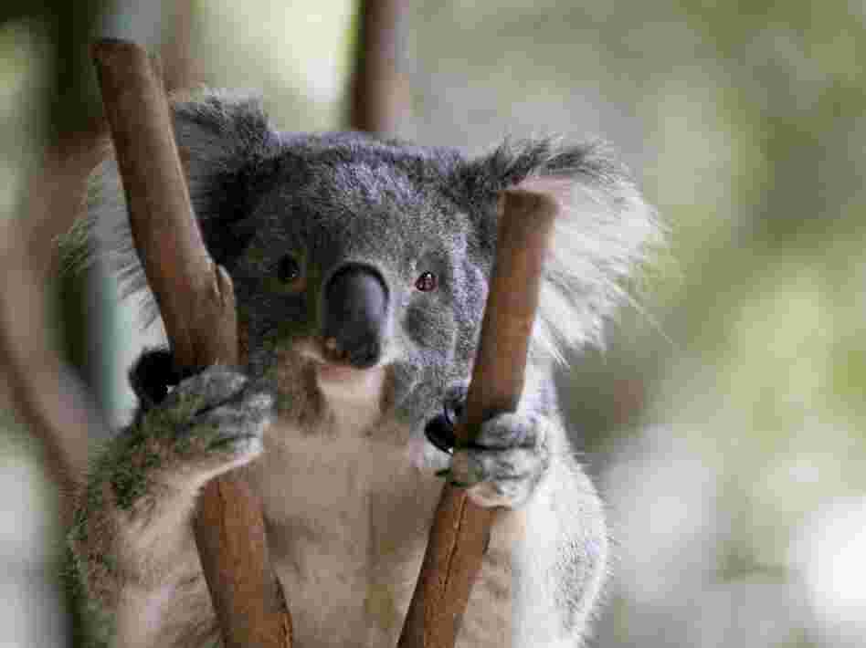 Koalas aren't really bears, but we don't seem to mind.