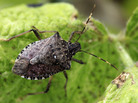 The stink bug population is six times larger this year than last. The stink bug population is six times larger this year than last.