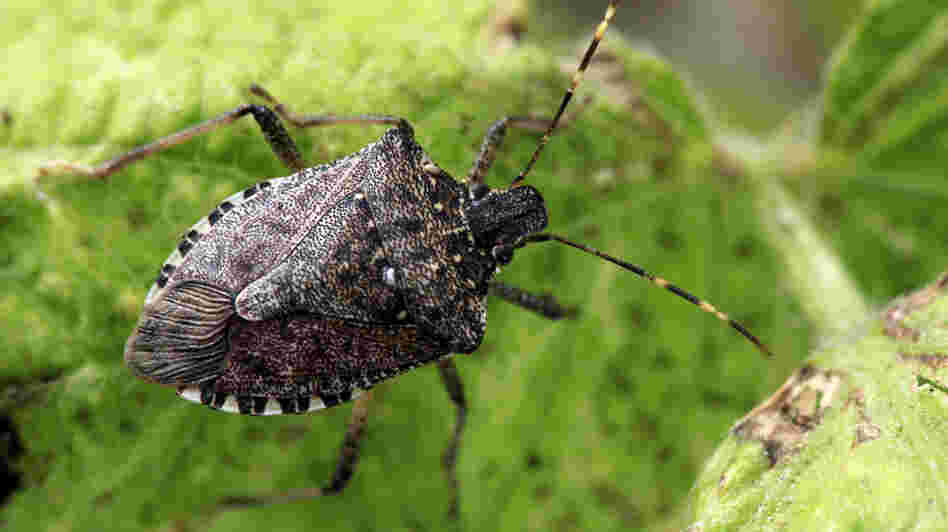 The stink bug population is six times larger this year than last.