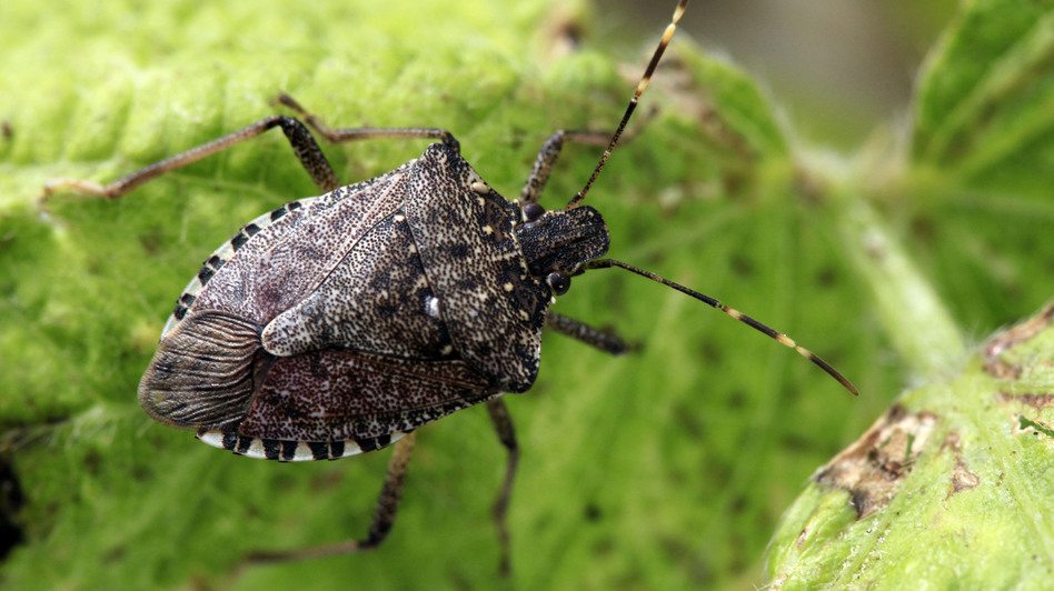 The stink bug population is six times larger this year than last.