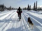 Bike shop owner Kevin Breitenbach rides a fat bike in the White Mountains National Recreation Area in Alaska in March. Bike shop owner Kevin Breitenbach rides a fat bike in the White Mountains National Recreation Area in Alaska in March.