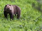 A grizzly bear roams near Beaver Lake in Yellowstone National Park, Wyo. Some environmentalists hope President Obama lives up to campaign promises regarding climate change in his second term. A grizzly bear roams near Beaver Lake in Yellowstone National Park, Wyo. Some environmentalists hope President Obama lives up to campaign promises regarding climate change in his second term.