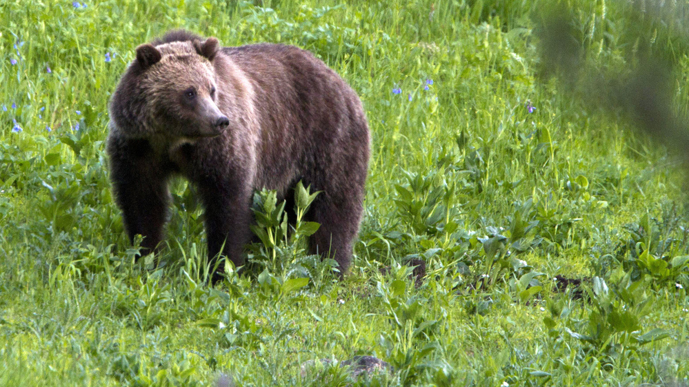 A grizzly bear roams near Beaver Lake in Yellowstone National Park, Wyo. Some environmentalists hope President Obama lives up to campaign promises regarding climate change in his second term.