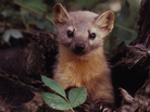 A group of volunteers is helping biologists see whether there are any martens left in the Olympic National Forest in Washington state. A group of volunteers is helping biologists see whether there are any martens left in the Olympic National Forest in Washington state.