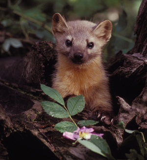 A group of volunteers is helping biologists see whether there are any martens left in the Olympic National Forest in Washington state.
