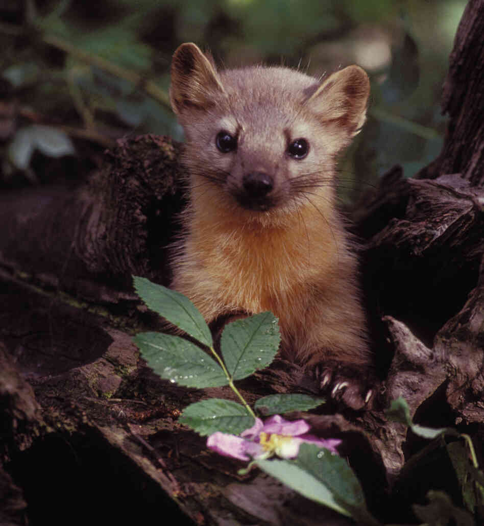 A group of volunteers is helping biologists see whether there are any martens left in the Olympic National Forest in Washington state.