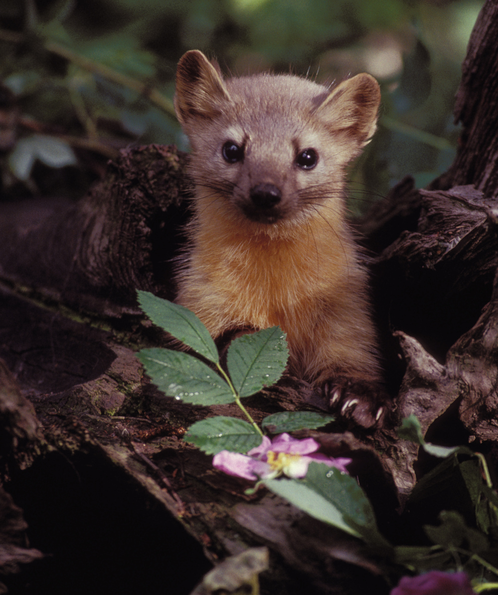 A group of volunteers is helping biologists see whether there are any martens left in the Olympic National Forest in Washington state.