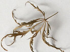 Leaf Leaf