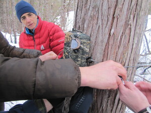 Volunteers with Adventurers and Scientists for Conservation set up motion-activated cameras in remote parts of Olympic National Forest in search of the American Marten.