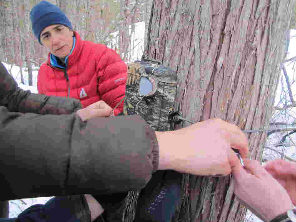 Volunteers with Adventurers and Scientists for Conservation set up motion-activated cameras in remote parts of Olympic National Forest in search of the American Marten.
