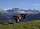 Cows graze in front of the Rosengarten mountain massif in northern Italy. Pasture grazing is practiced throughout the Alps. Cows graze in front of the Rosengarten mountain massif in northern Italy. Pasture grazing is practiced throughout the Alps.