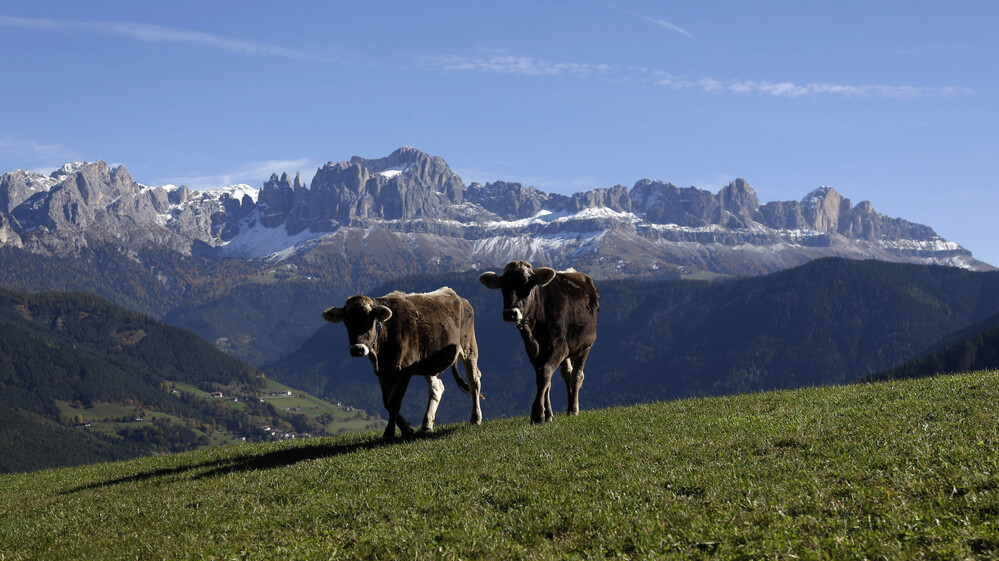 Cows graze in front of the Rosengarten mountain massif in northern Italy. Pasture grazing is practiced throughout the Alps.