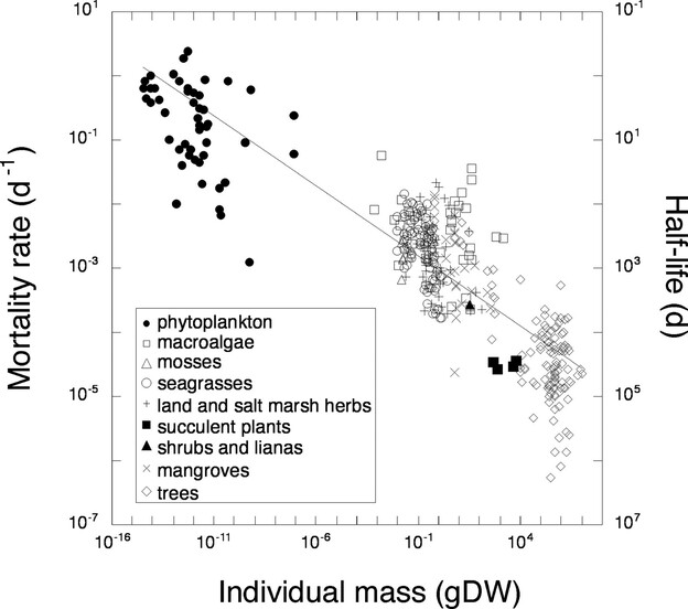 The relationship between plant mortality rate (D) and the individual mass (M) of plants ranging across phytoplankton, macroalgae, mosses, seagrasses, land and salt marsh herbs, succulent plants, shrubs, lianas, mangroves, and trees. The corresponding half-life is also indicated in the plot. gDW, grams dry weight.