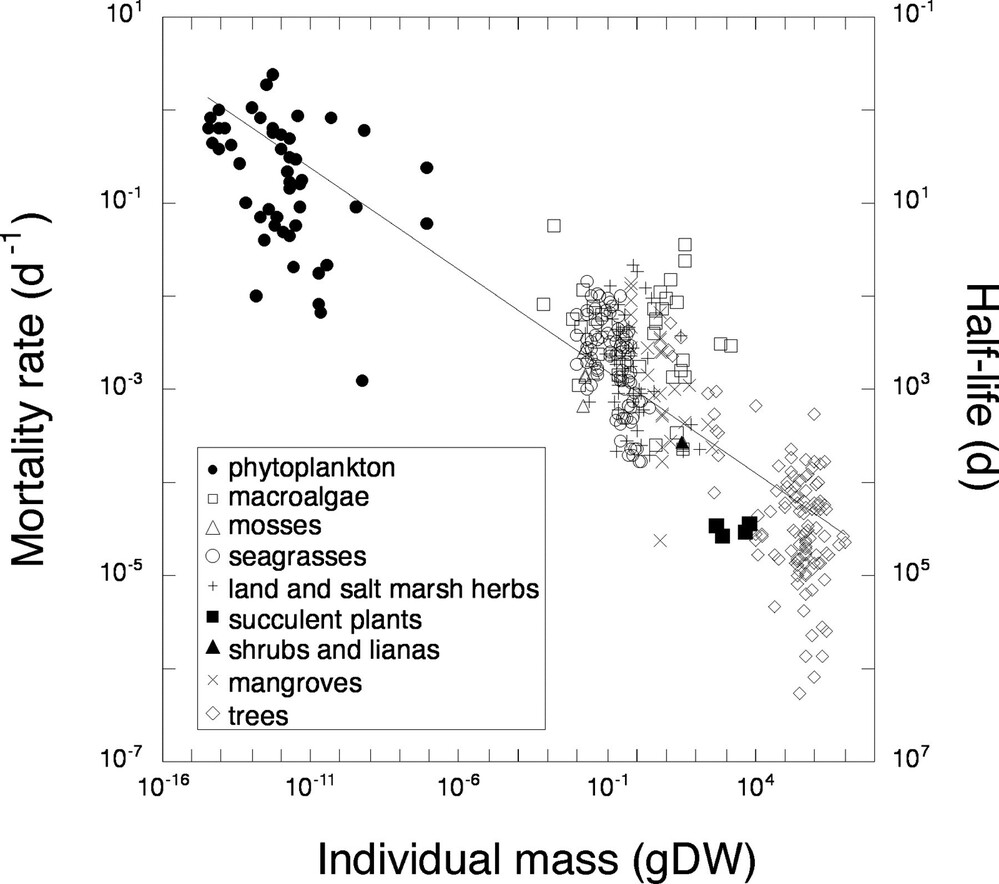 The relationship between plant mortality rate (D) and the individual mass (M) of plants ranging across phytoplankton, macroalgae, mosses, seagrasses, land and salt marsh herbs, succulent plants, shrubs, lianas, mangroves, and trees. The corresponding half-life is also indicated in the plot. gDW, grams dry weight.