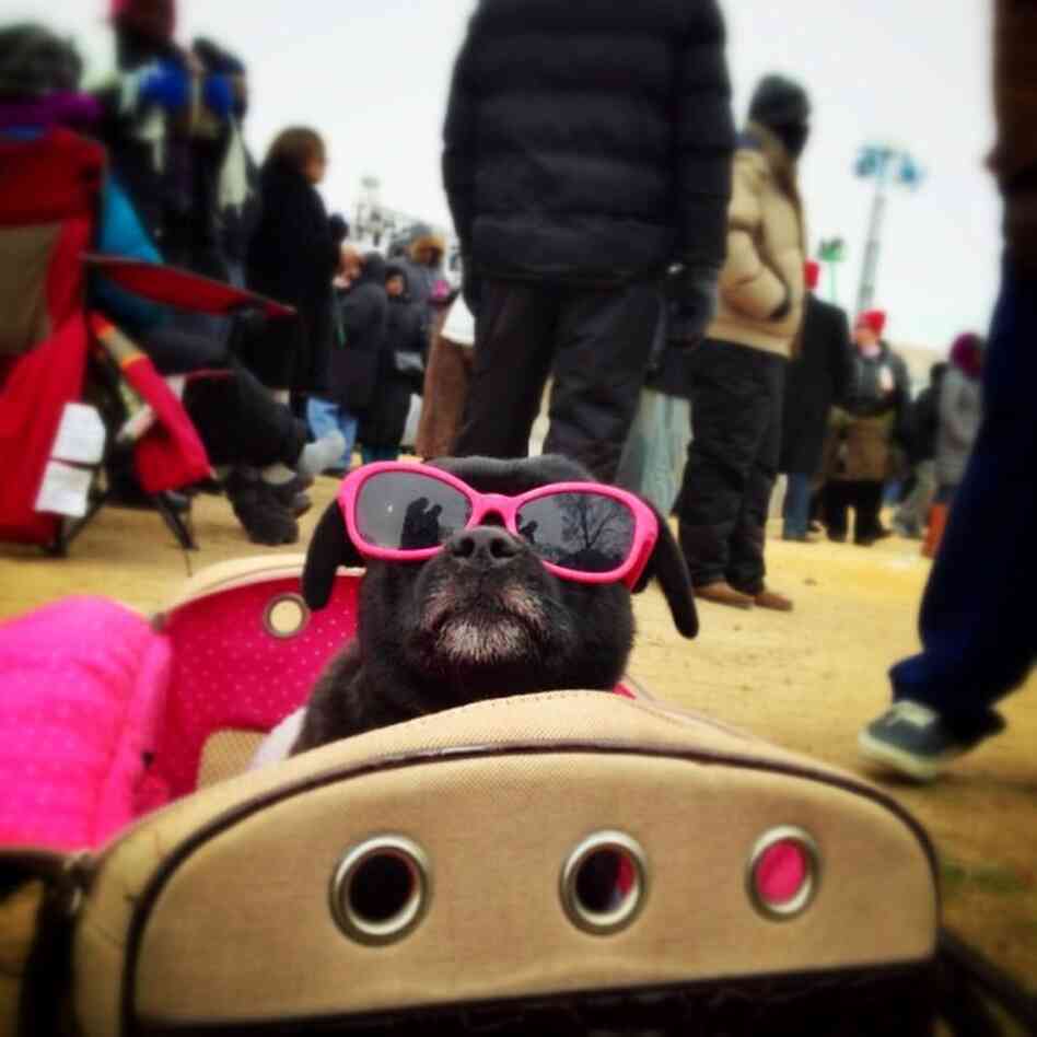 Photojournalist John Poole shared this photo on the NPR Instagram feed of this stylish pup named Juicy, who braved the cold weather and crowds to watch the inaugural ceremony from the National Mall.