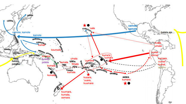 The sweet potato made three independent trips to Southeast Asia. The Polynesians probably introduced it in 1100 A.D. (red). While the Spanish (blue) and Portuguese (yellow) brought other varieties from the Americas around 1500.