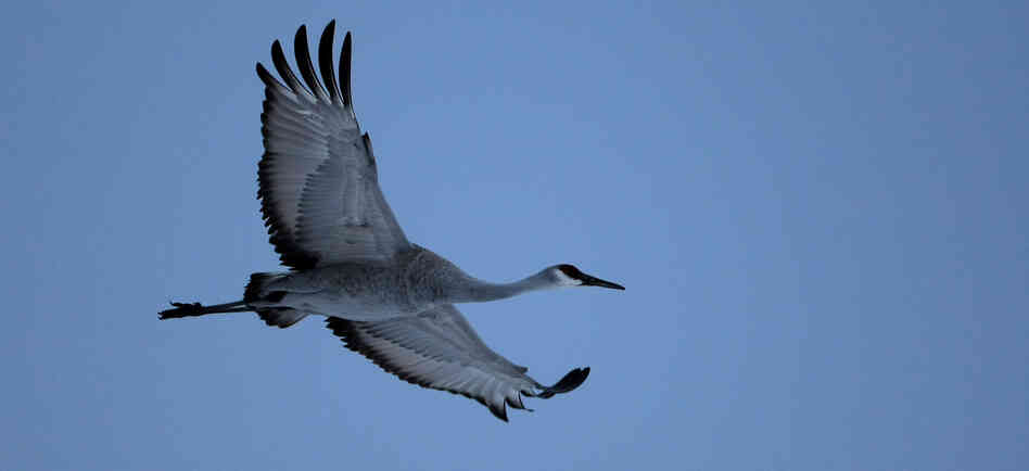 A Sandhill Crane flies in at sunset to roost for the night in the wetlands of the Monte Vista Wildlife Refuge in Colorado. Migrating along the same route they've followed for thousands of years, about 25,000 Greater Sandhill Cranes pass through the San Luis Valley in late winter every year.