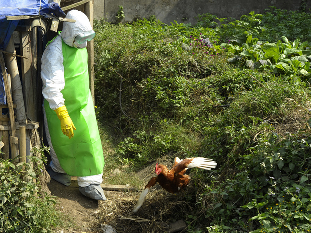 Health workers in Nepal culled chickens and destroyed eggs following an outbreak of bird flu in Kathmandu in October 2012.