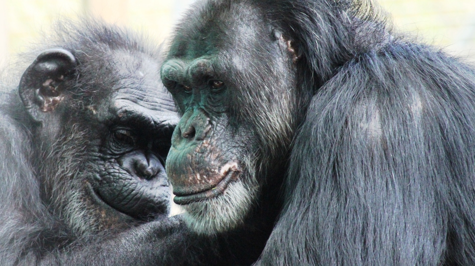 Two chimps groom each other at the Save the Chimps facility in Florida. The National Institutes of Health owns about 360 chimpanzees that aren't yet retired and that are living at research facilities; new guidelines say most of its chimps should be retired.