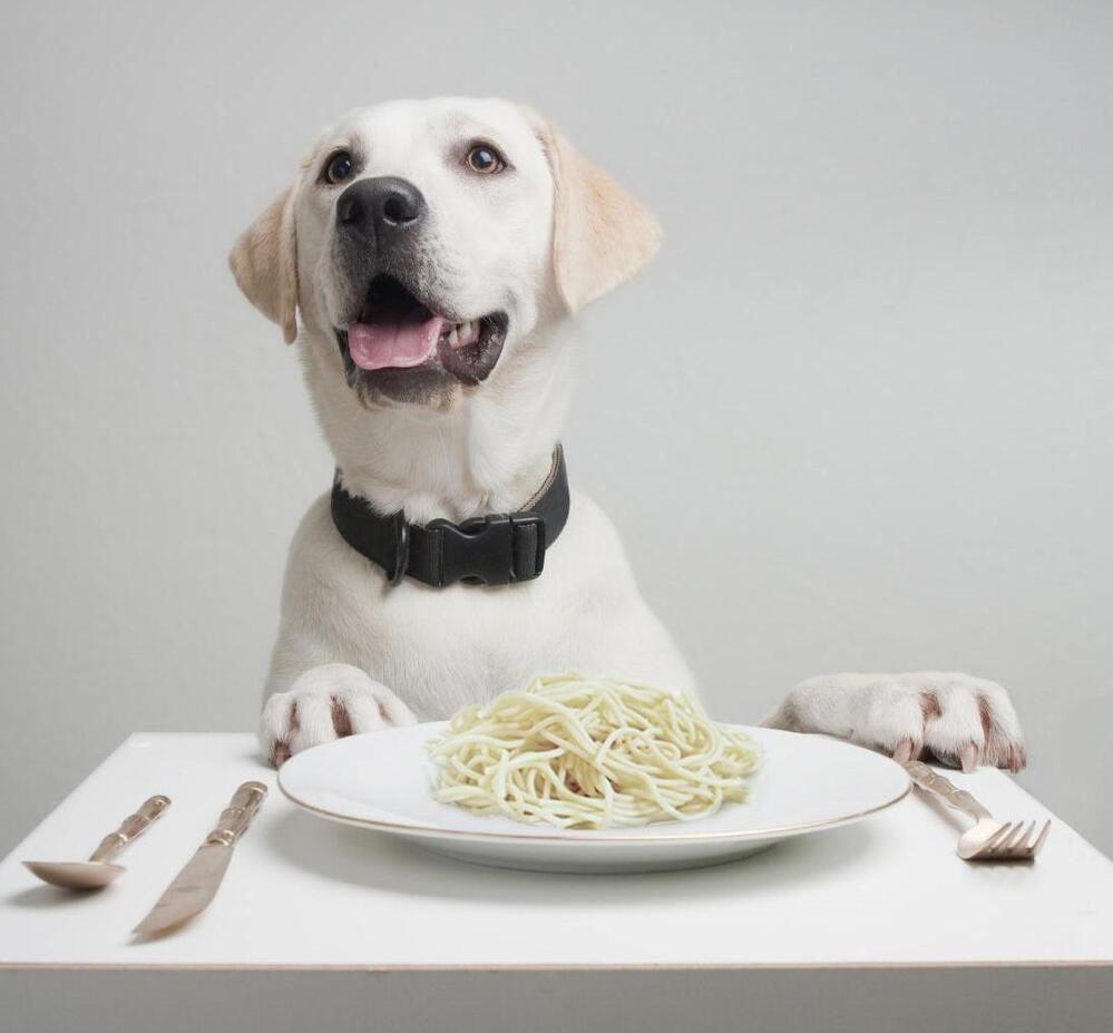 Got spaghetti? Dogs digest starch more efficiently than their wolf ancestors, which may have been an important step during dog domestication.