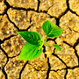 There's a bright side to droughts. There's a bright side to droughts.