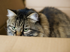 Not Schrödinger's (unfortunate) cat. Not Schrödinger's (unfortunate) cat.