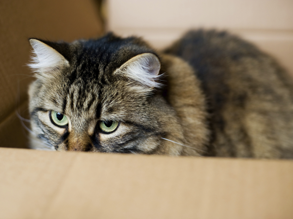 Not Schrödinger's (unfortunate) cat.