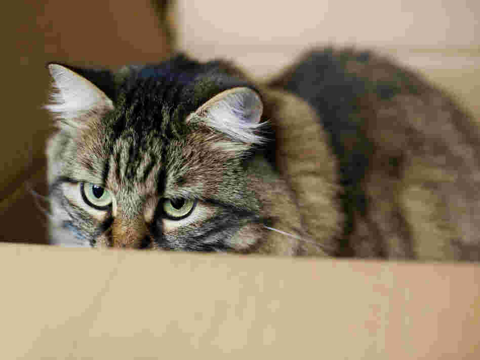Not Schrödinger's (unfortunate) cat.