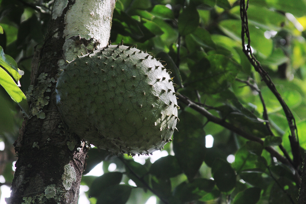The Terraba people boil the bark of the guanabana to treat leukemia. The Terraba people boil the bark of the guanabana to treat leukemia.