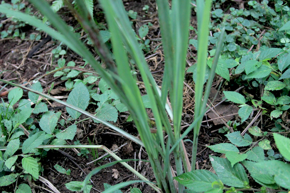 Often the plants are used in teas, mixed into ointments or made into soaps.A tea of zecate de limon, or lemon grass, is used for colds.