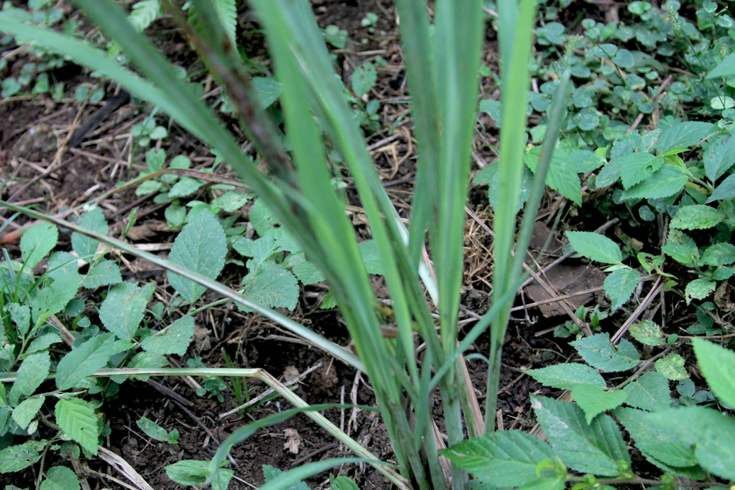 Often the plants are used in teas, mixed into ointments or made into soaps.A tea of zecate de limon, or lemon grass, is used for colds. Often the plants are used in teas, mixed into ointments or made into soaps.A tea of zecate de limon, or lemon grass, is used for colds.