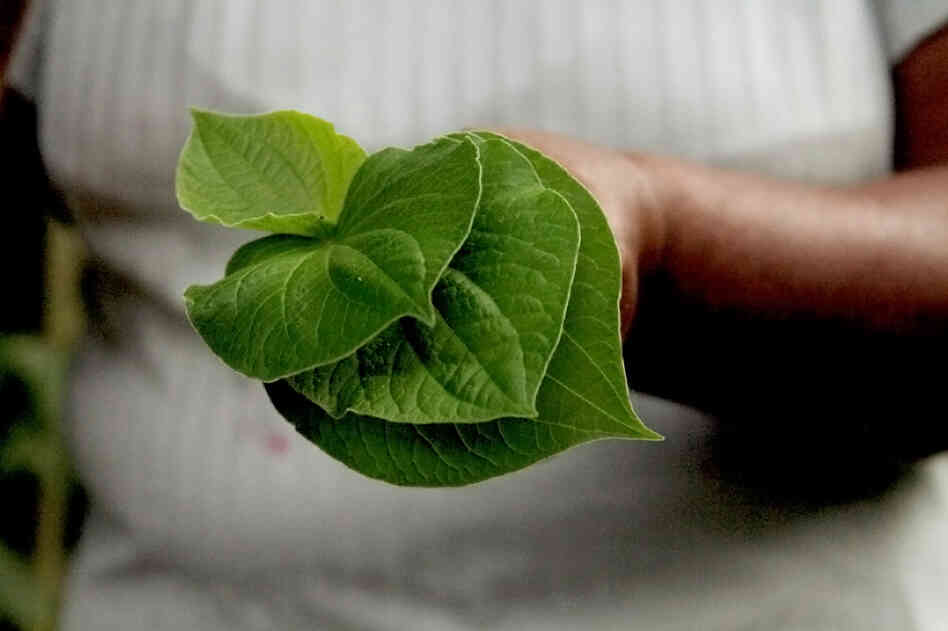 According to the Terraba, anise leaves help with circulation problems.