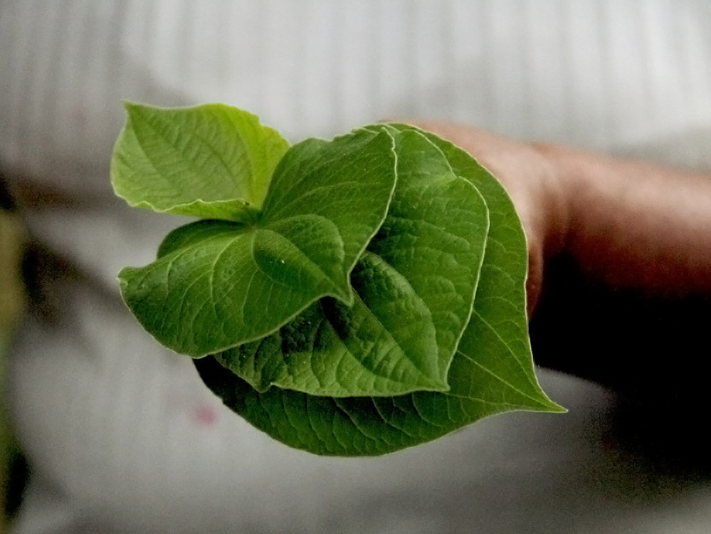 According to the Terraba tribe, anise leaves are rich in iron and help with circulation. According to the Terraba tribe, anise leaves are rich in iron and help with circulation.