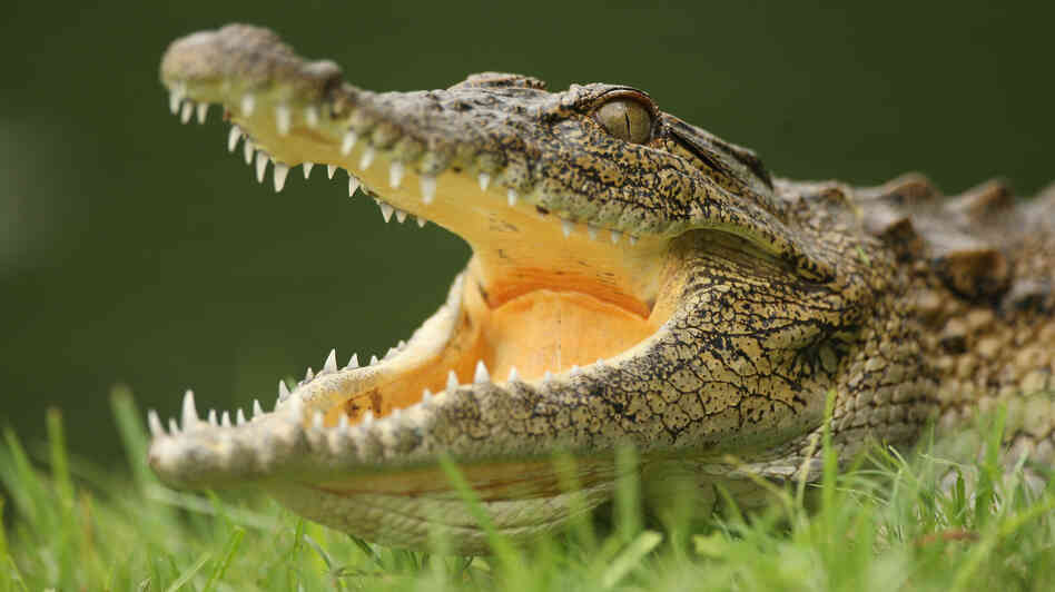 His cousins are on the loose. (2008 file photo taken at the Leopard Creek Country Club in Malelane, South Africa.)