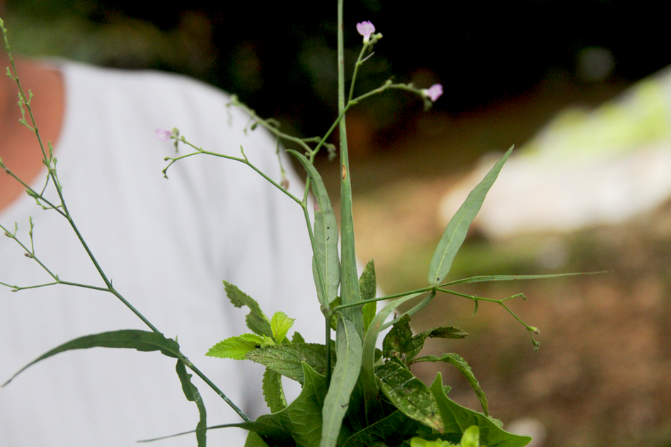 A tea made with tilo plant is thought to help relax the nervous system. 