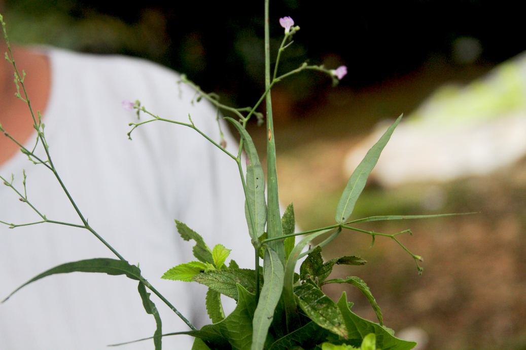 A tea made with tilo plant is thought to help relax the nervous system. A tea made with tilo plant is thought to help relax the nervous system.