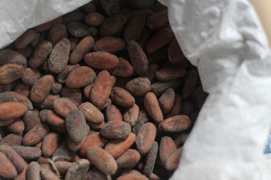 Some of the medicinal plants are quite familiar, but the Terraba use them in unique ways. Cacao butter serves as a natural sunscreen and anti-aging face cream.