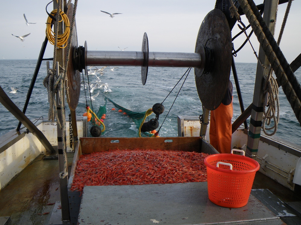 Trawlers in the Gulf of Maine are allowed to catch Maine shrimp during a limited season that started this week.