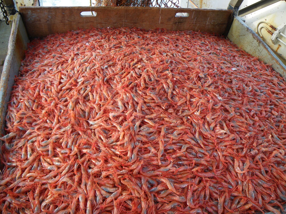 Maine shrimp are small and more red than pink. Mainers say the shrimp have a sweeter, more delicate flavor than shrimp from the American south or Asia.