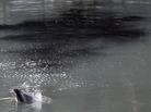 A common dolphin comes up for air in a section of the Gowanus Canal after getting stuck in Brooklyn borough of New York City. A common dolphin comes up for air in a section of the Gowanus Canal after getting stuck in Brooklyn borough of New York City.