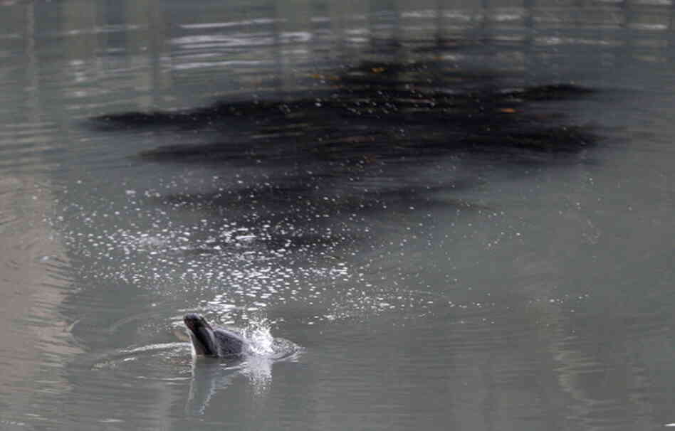A common dolphin comes up for air in a section of the Gowanus Canal after getting stuck in Brooklyn borough of New York City.